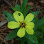 Zinnia "Highlight"