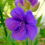 Tibouchina