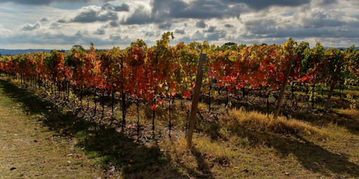 Le Marche vineyards