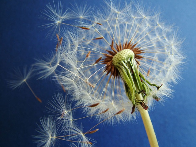 [Dandelion[33].jpg]