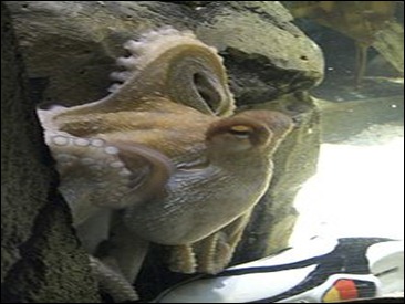 220px-Oktopus-Orakel_Paul_mit_Schuh