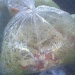 IMG0598A.jpg