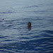 Me and the Sea.jpg Me and the Sea.jpg
