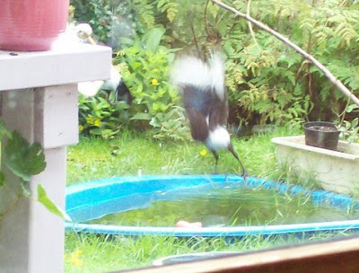 magpies take flight