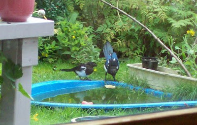 magpies play at getting the bread and being a hero