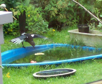 Magpie...and I can't swim!