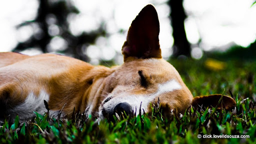 whats the best anti lice for dogs? http://ping.fm/ZOCXA<br>
