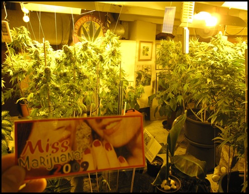 Miss Marijuana 2009 - Cannabis College