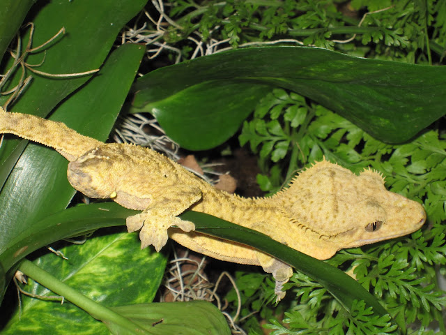 Yellow Tiger Crested Gecko