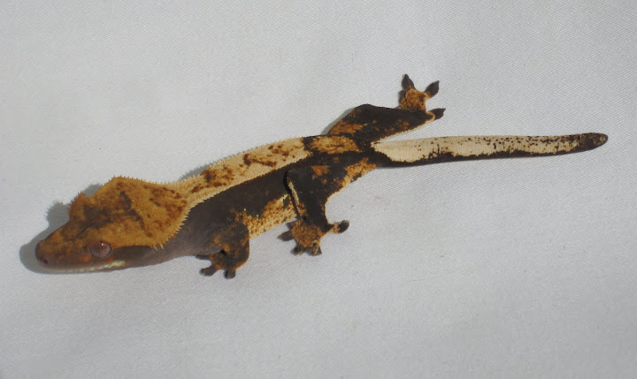 Dark Pinstripe Crested Gecko Female