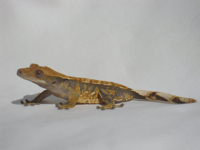 Tri-Color Crested Gecko Female