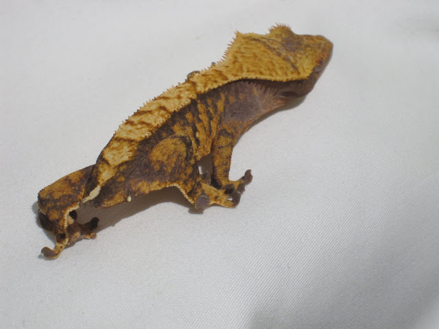 Lavender and Orange Crested Gecko Female