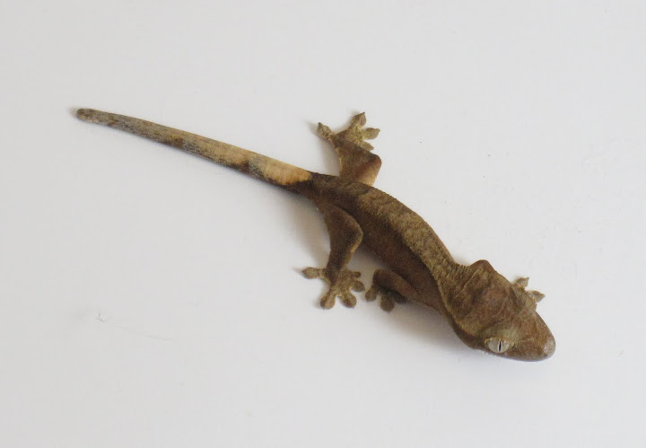 Yellow Tiger Crested Gecko Juvenile