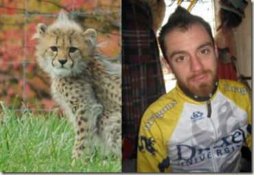cheetah joe dew