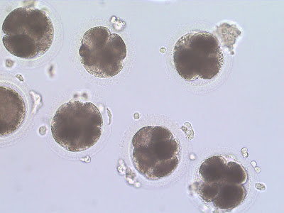 48 hour ICSI Embryos