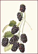 [blackberry2[3].jpg]