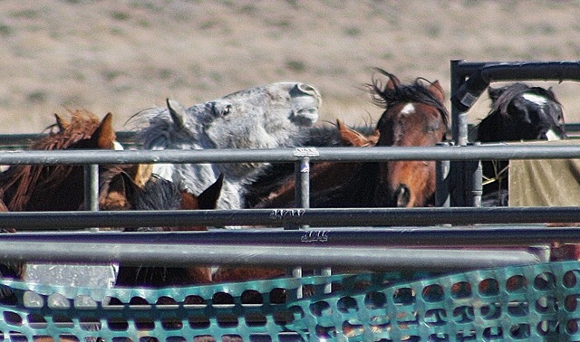 [Antelope2-14 507 (2)[3].jpg]