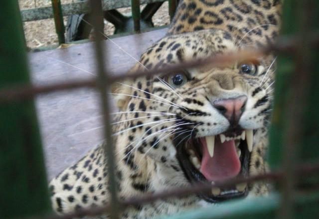 Home Zoo of One Arab 