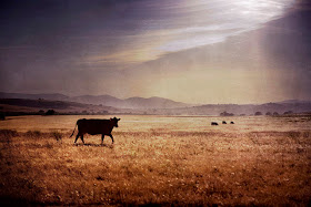 Photography by Cole Rise cirrus Photography by Cole Rise