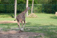 Carlo (Giraffe)