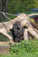Gorilla
