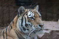 Amur Tiger