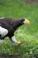 Riesenseeadler