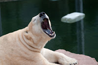 Eisbär (Vera)