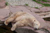 Eisbär (Felix)