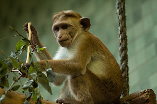 Ceylon Hutaffe