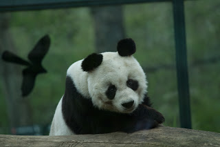 Bao-Bao