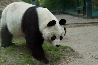 Bao-Bao