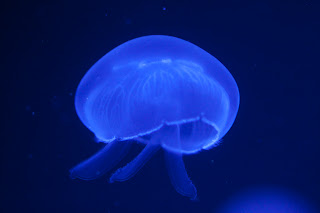 Ohrenqualle