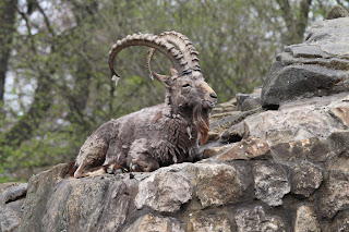 Sibririscher Steinbock