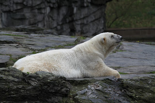 IMG_9992.jpg