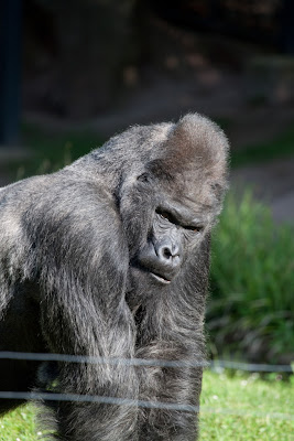 Flachlandgorilla (Fritz)