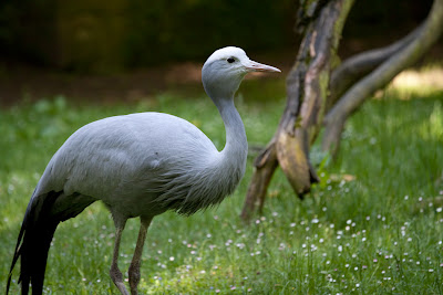Paradieskranich