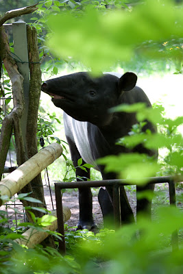 Schabrackentapir
