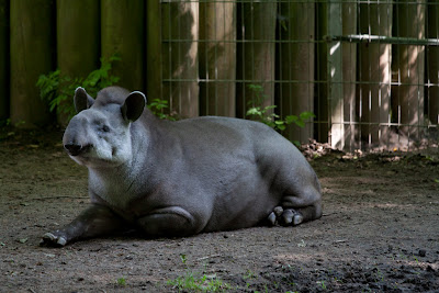 Flachlandtapir