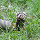Tigeriltis