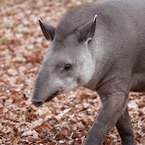 Flachlandtapir