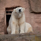 Eisbär (Vera)