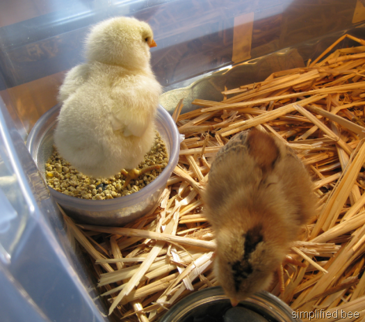 [baby chicks[6].png]