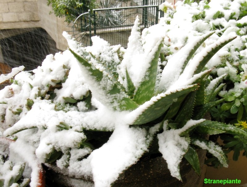 [Aloe saponaria neve[3].jpg]