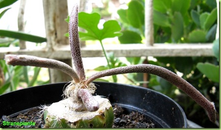 Digitostigma caput-medusae astrophytum