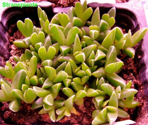 [Faucaria felina semina[4].jpg]