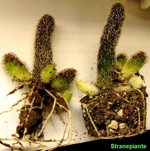 [Stapelianthus pilosus[4].jpg]