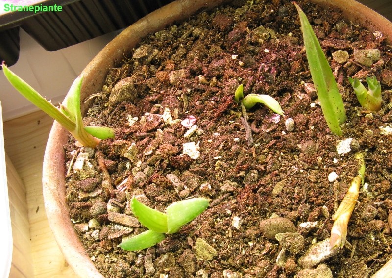 [aloe_saponaria_polloni_piantati[2].jpg]