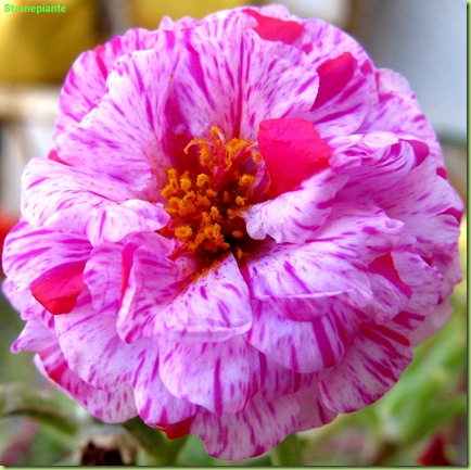 Stranepiante: Portulaca grandiflora – Foto fiori