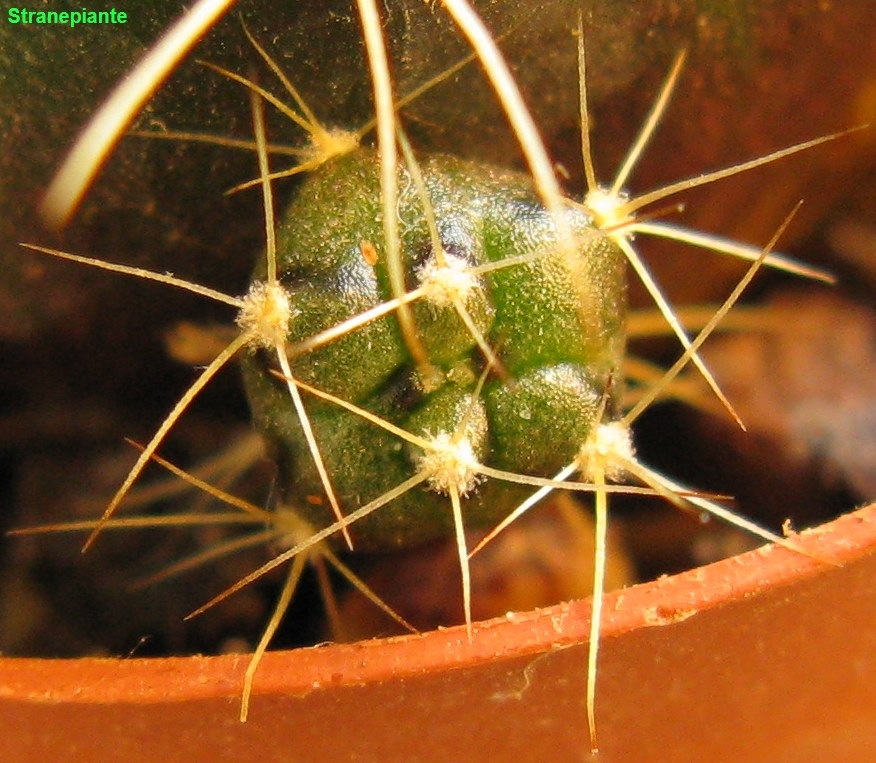 [Gymnocalyciumdamsipollone3.jpg]
